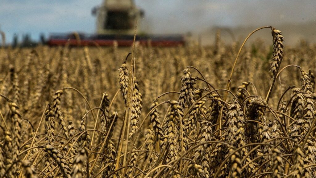 The Exporting Cereal Convention with Ukraine .. Russia has not decided to renew