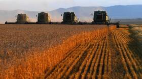 Source: Work is underway for guarantees to export Russian agricultural products