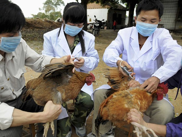 The discovery of the “second outbreak of bird flu” at a poultry farm in “Okayama” province, west of Japan