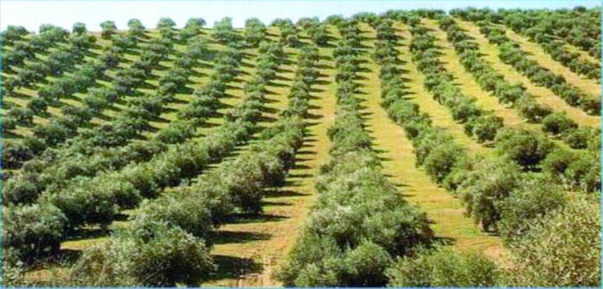 Tunisia expects a 20% decline in olive oil production due to dehydration