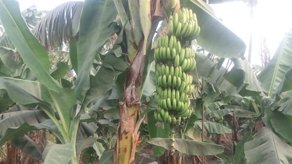 Urgent .. Egypt warns of the waste of banana trees before the “Summit of the Land” is held