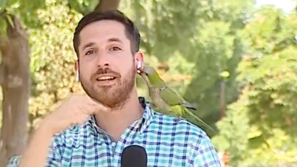 Watch a parrot stormed a live broadcast about thefts … and “the headphone” of the reporter