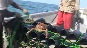 Mauritania is postponing the “octopus” season for a month and reveals the reason