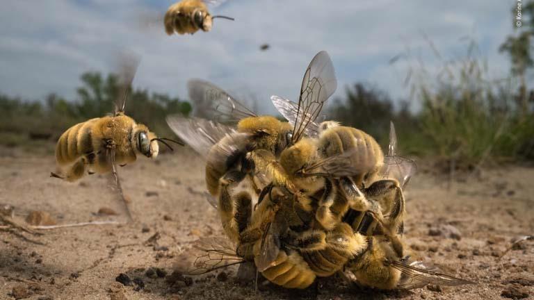 13 amazing shots .. The winning photos of the wildlife competition for the year 2022