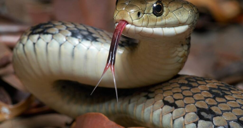 Snake bite kills Queensland boy, man faces manslaughter charge