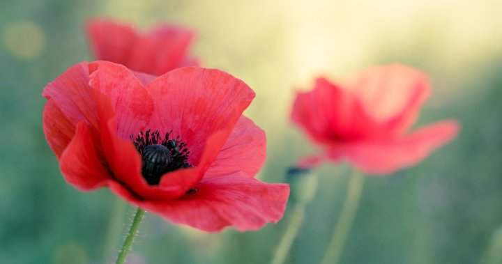 Remembrance Day Ceremony 2022 to be held at Kingsway legion in edmonton