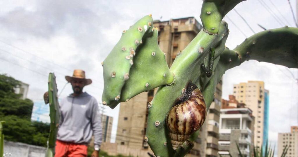 A dangerous giant Halazin sweeps western Venezuela