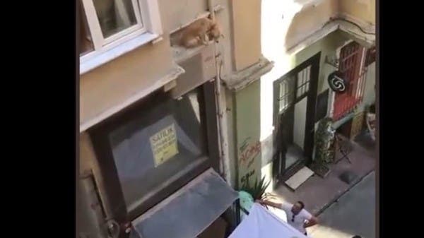 In this innovative way, they saved a dog hung on the balcony