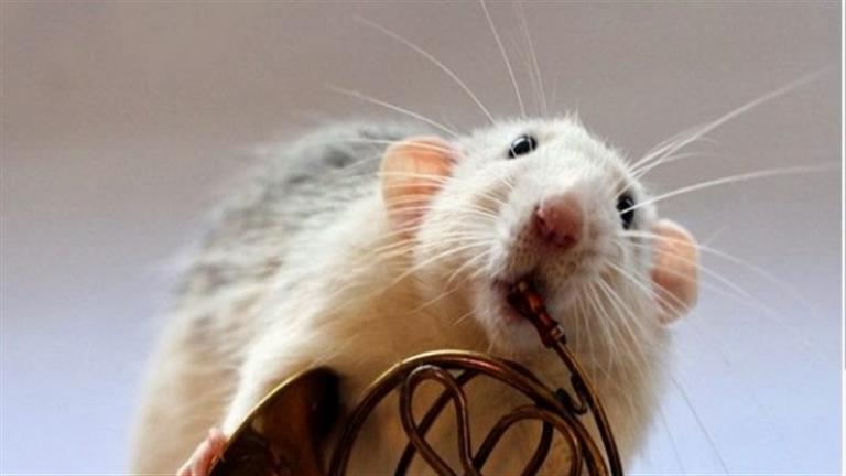 Shocking discovery .. Mice love Michael Jackson, Mozart and Lady Gaga