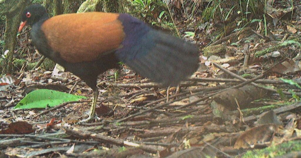 Pigeon lost to science for 140 years rediscovered in PNG