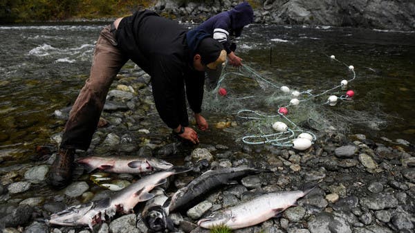 For the sake of “salmon” .. America agrees to the largest damage of dams with its history