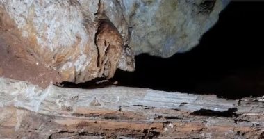 A recent study reveals the interpretation of the huge animal’s mystery and linking them to the age of caves